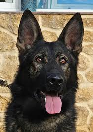 trained-protection-dogs-for-sale:-elite-breeds-for-ultimate-security