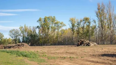 understanding-the-process,-purpose,-and-impact-of-land-clearing